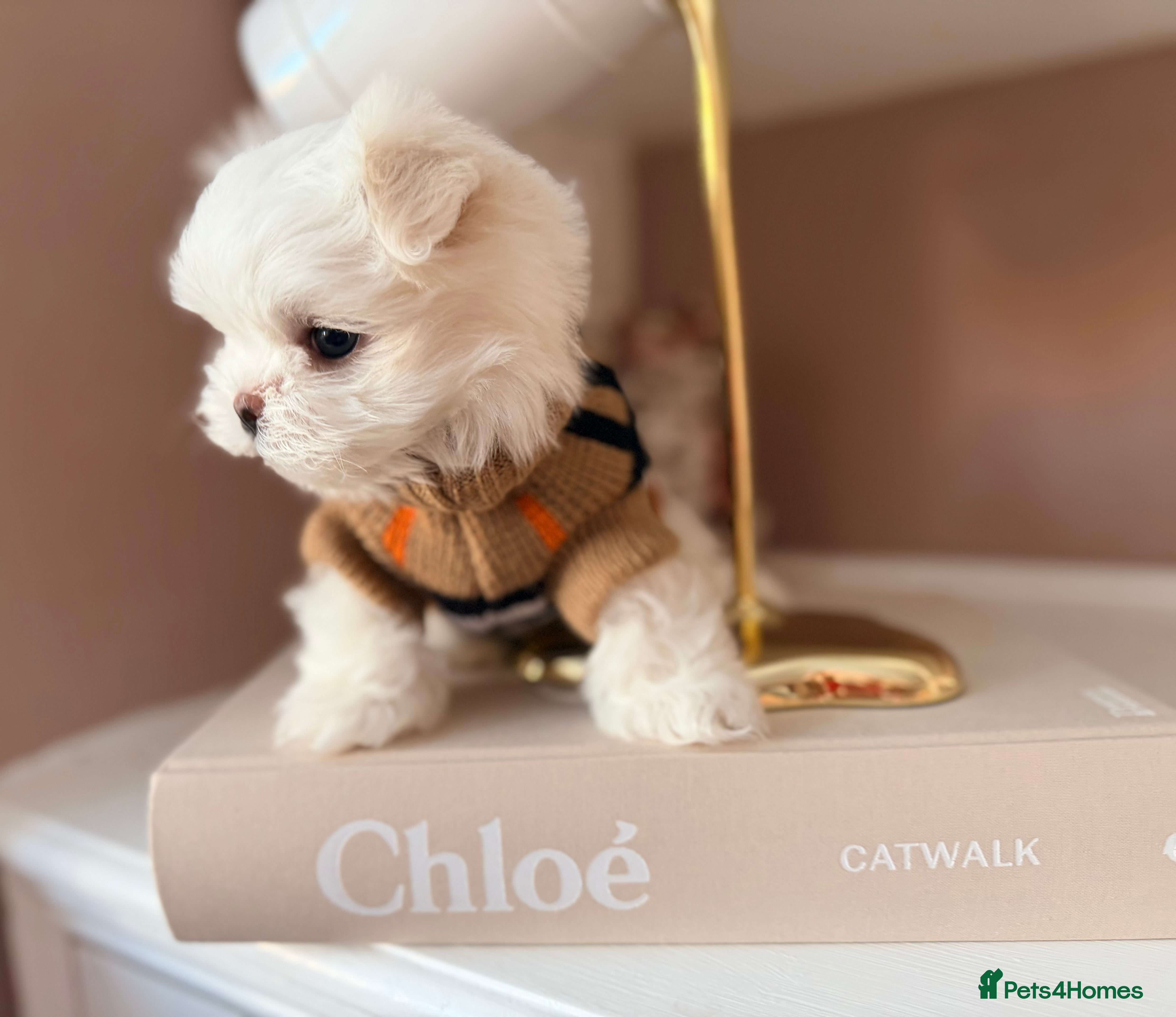 Maltese dogs Bambelina Full Korean Bloodline Maltese - Advert 7