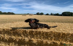 Dachshund dogs for sale: Beautiful standard dachshund puppies ❤️ - Image 28