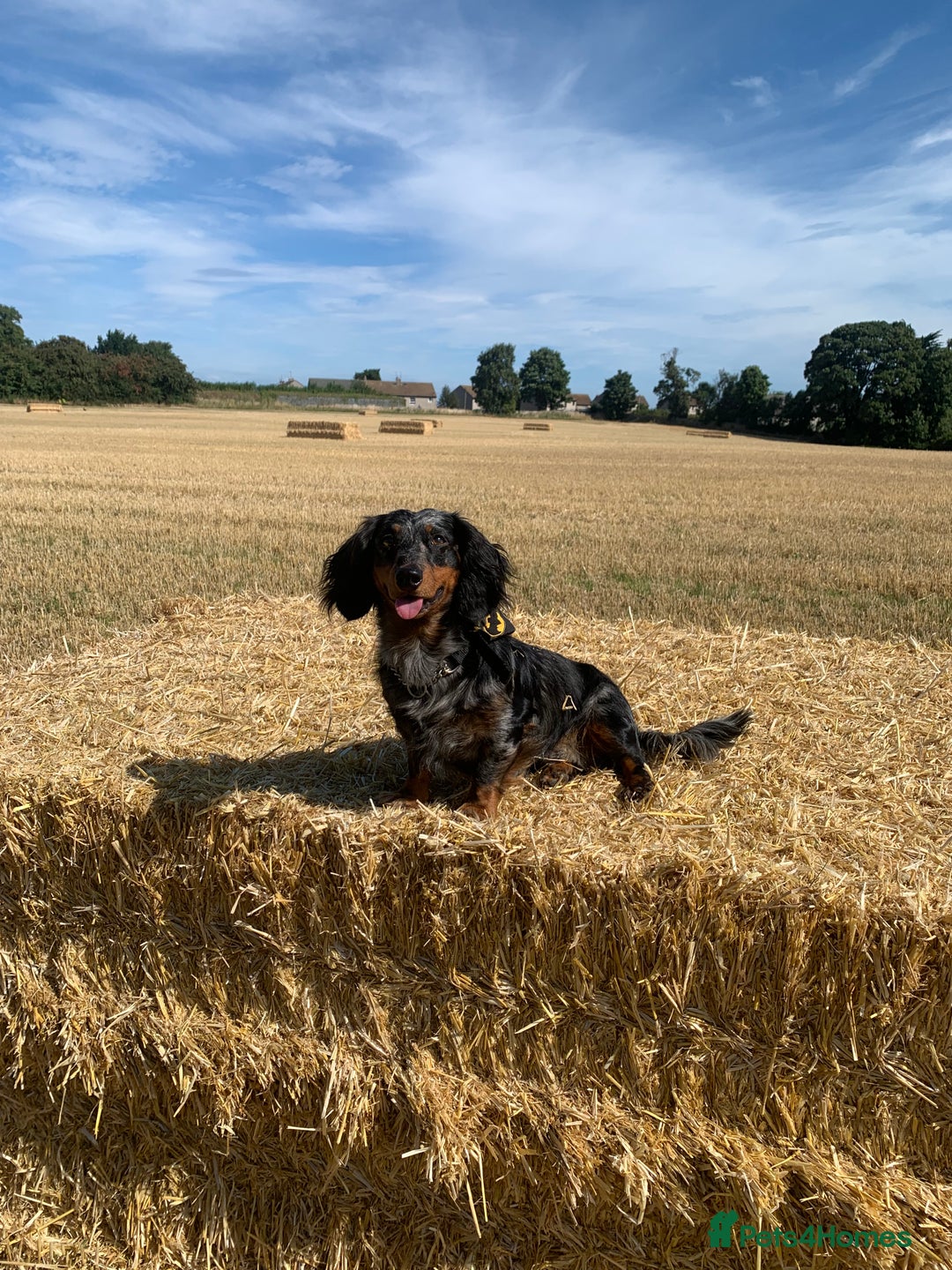 Dachshund dogs for sale: Beautiful standard dachshund puppies ❤️ - Image 28