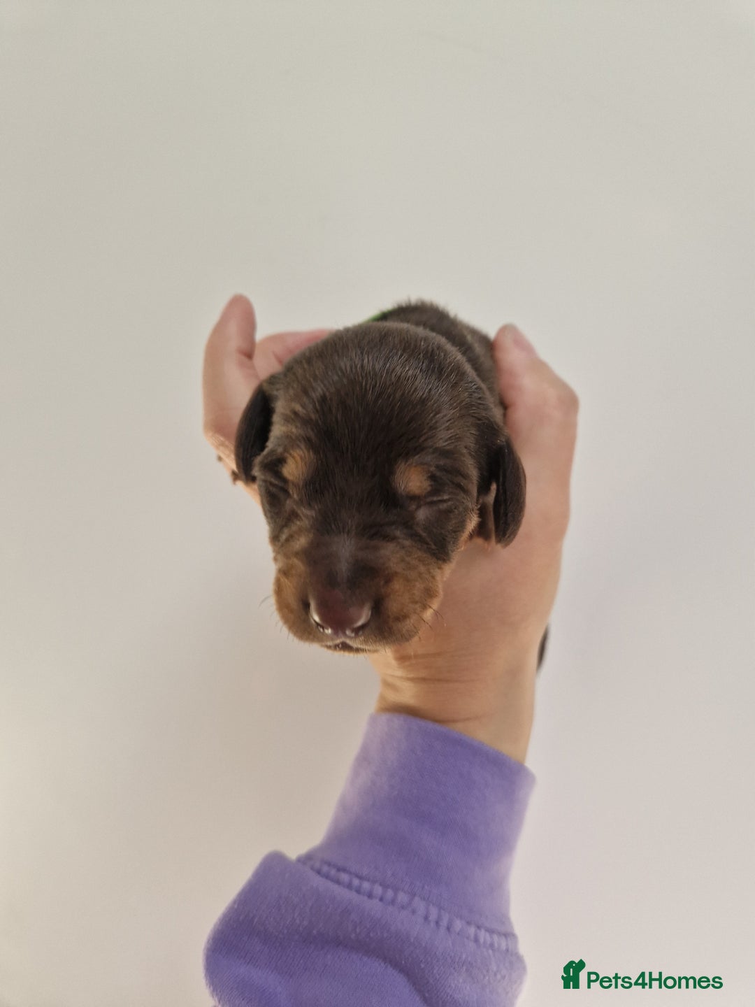Dachshund dogs for sale: Littre of 7 Dachshund puppies - Image 5