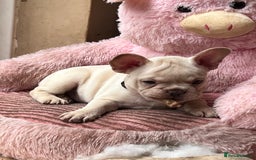 French Bulldog dogs for sale: Beautiful French Bulldog Puppies - Image 11