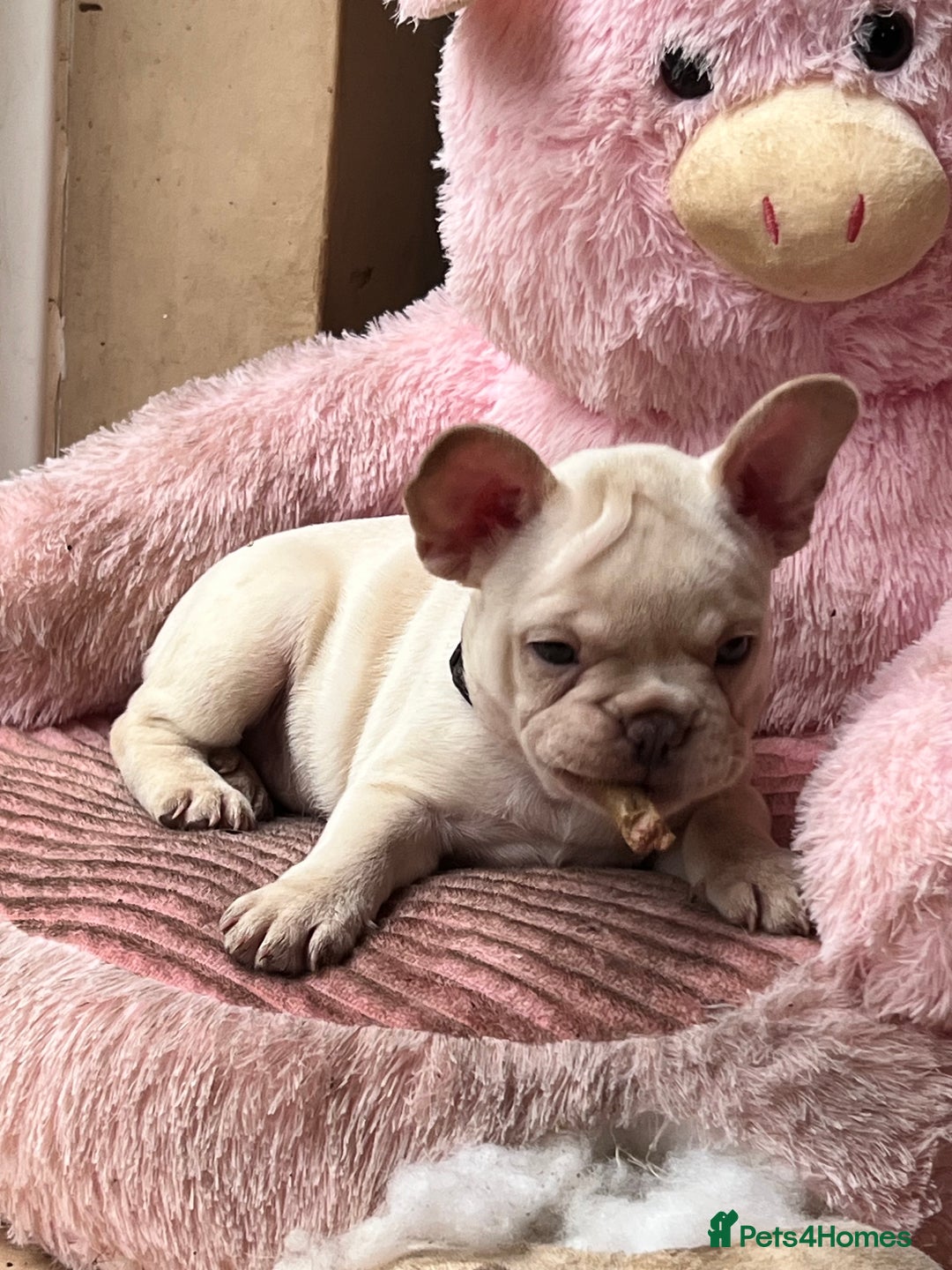 French Bulldog dogs for sale: Beautiful French Bulldog Puppies - Image 11