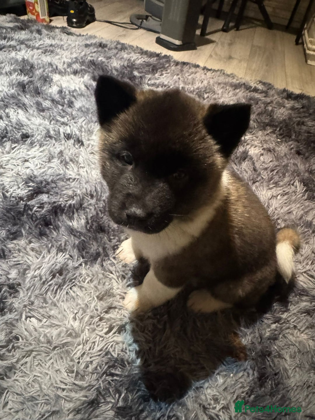 Akita dogs for sale: Bear faced American akitas puppies  - Advert 29