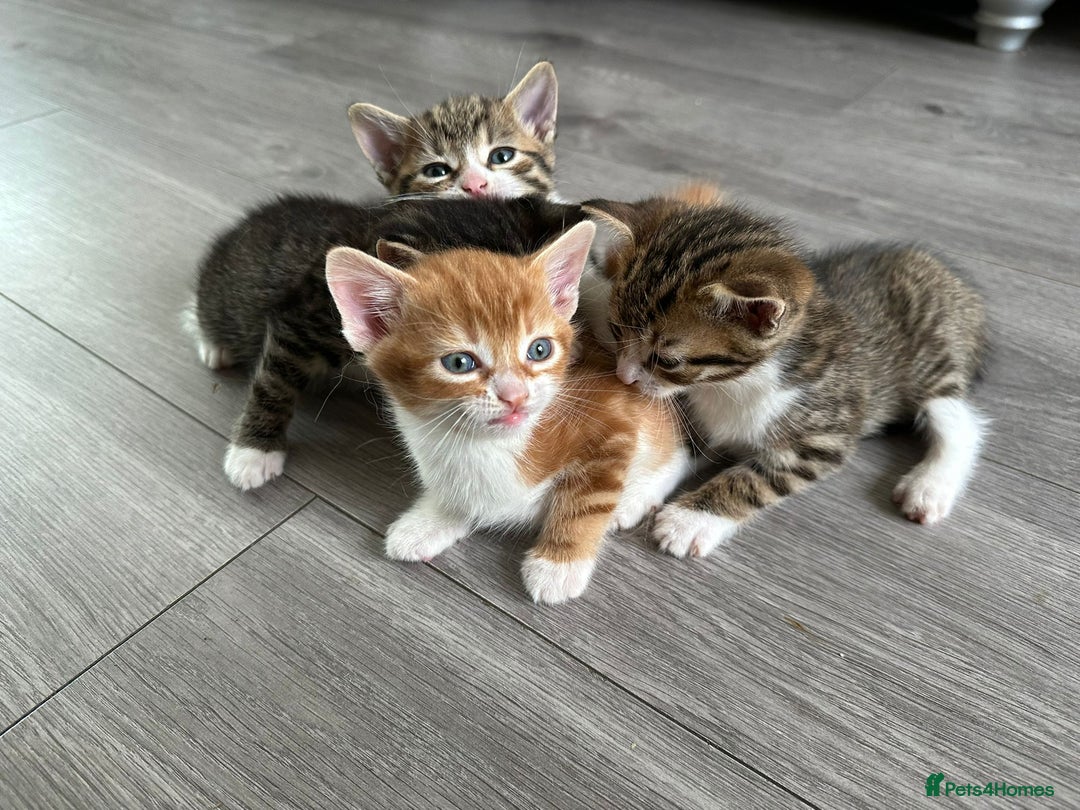 Mixed Breed cats for sale: One tabby boy left - Image 3