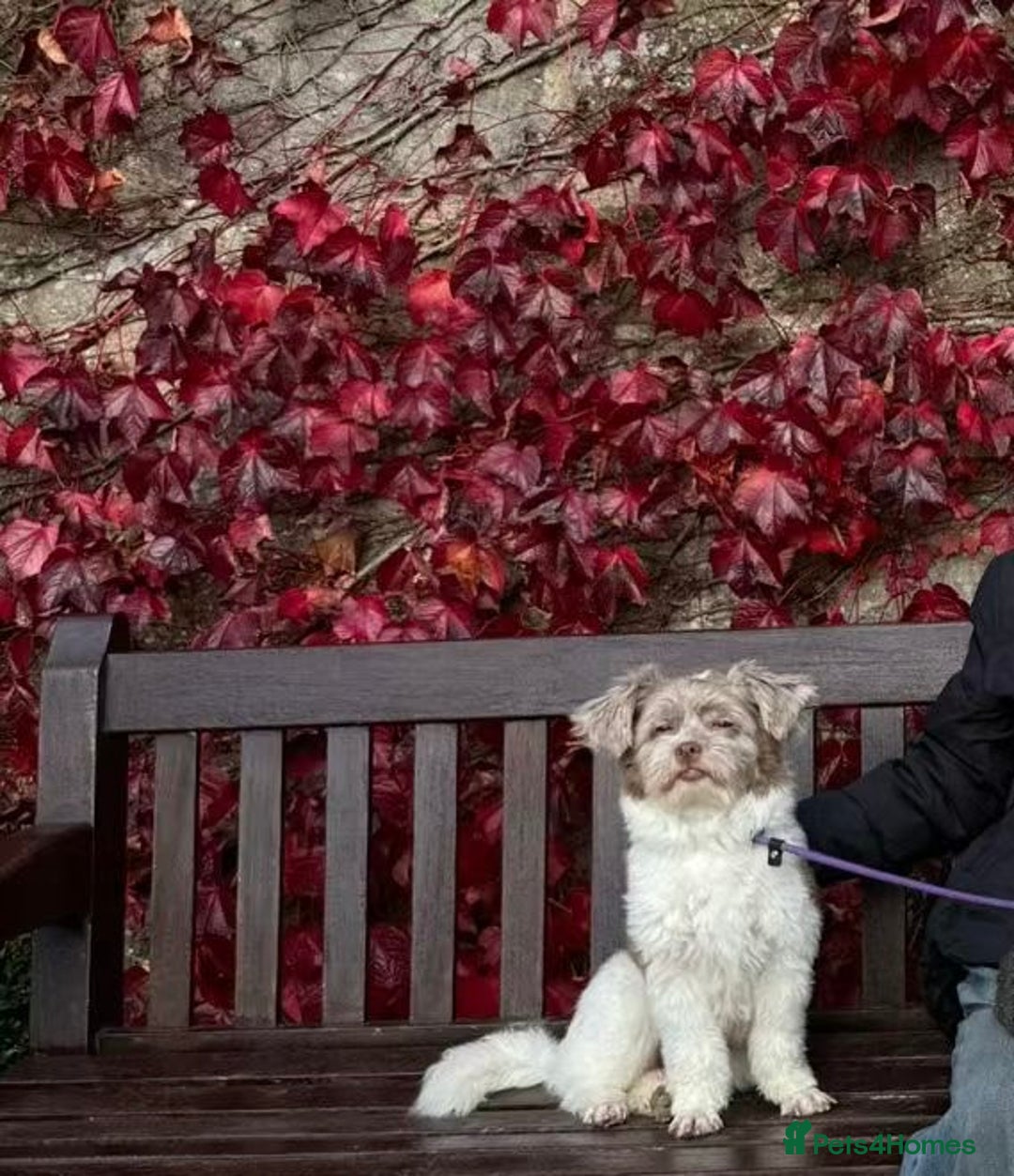 Shihpoo dogs for sale: Very cute Shihpoo - Advert 3