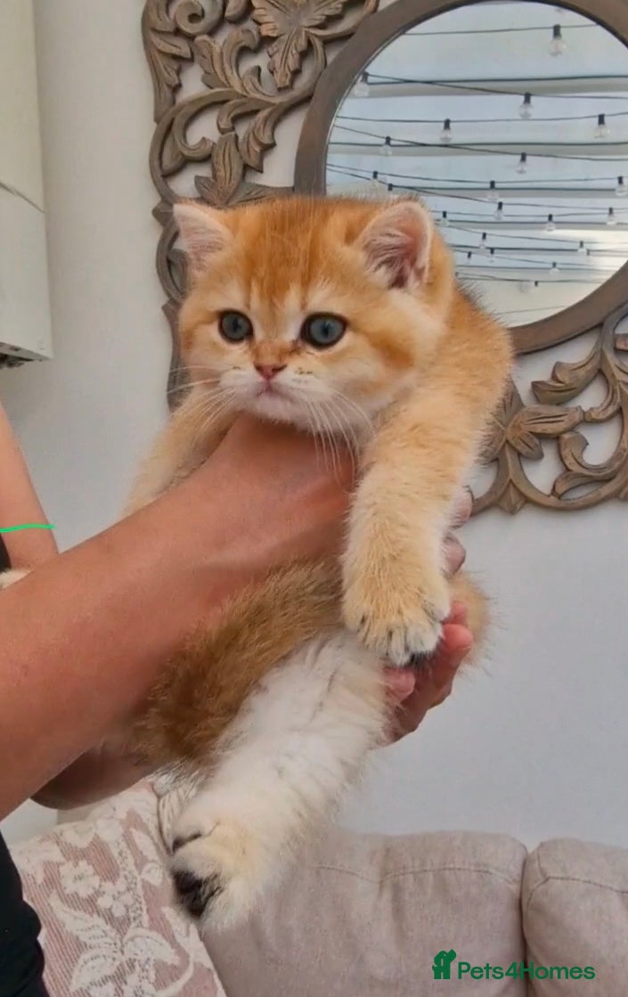 British Shorthair cats British Shorthair Golden Chinchilla Kittens - Advert 2