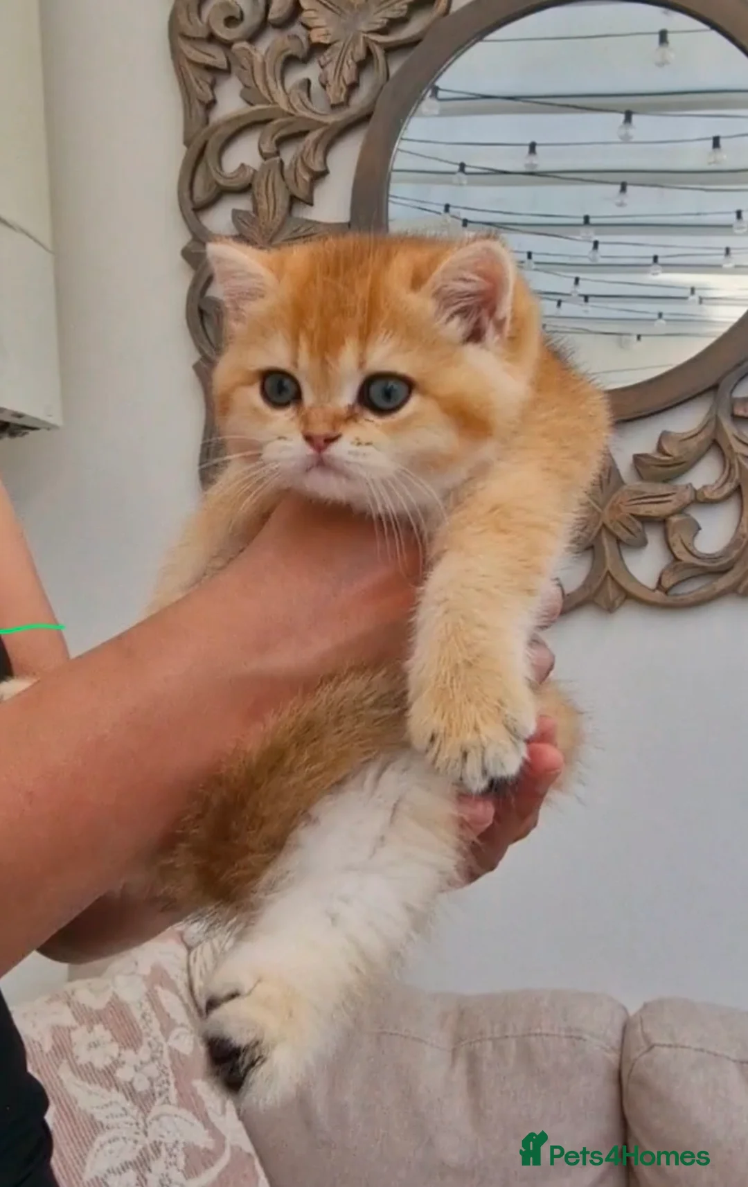 British Shorthair cats for sale: British Shorthair Golden Chinchilla Kittens - Advert 2