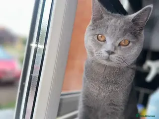 British Shorthair cats british shorthair - Advert 3