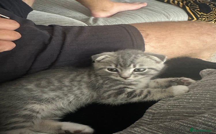 Scottish Fold cats - Advert 12