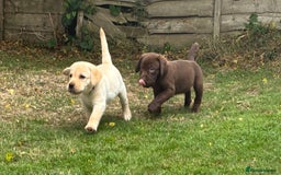 Labrador Retriever dogs for sale: KC reg Labrador puppies handled by children  - Image 13