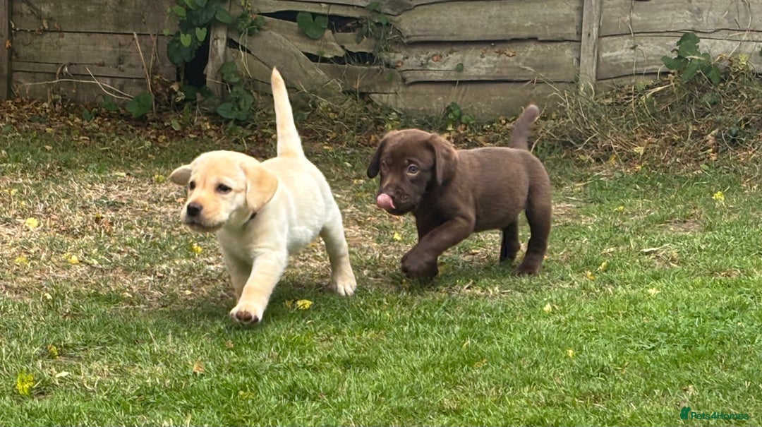 Labrador Retriever dogs for sale: KC reg Labrador puppies handled by children  - Image 13
