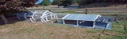 Chickens poultry for sale: 3 beautiful female silkies  - Advert 4