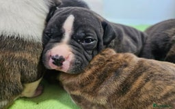 Staffordshire Bull Terrier dogs for sale: Beautiful Staffies looking for a good home - Image 4