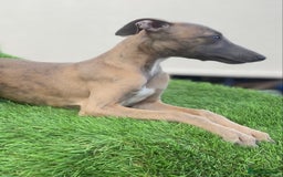 Whippet dogs for sale: Kc whippet pups  - Image 15