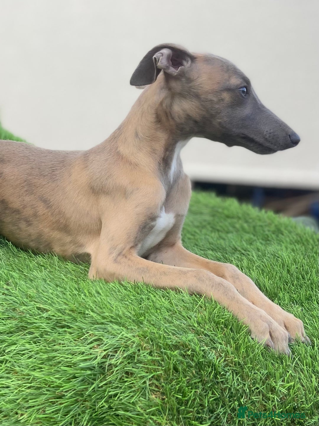 Whippet dogs for sale: Kc whippet pups  - Image 15