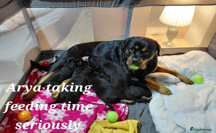 Rottweiler dogs KC Registered Rotweiller Puppies. - Advert 1