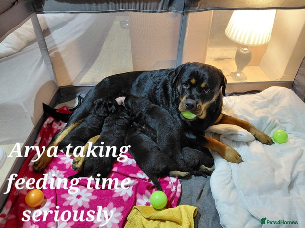 Rottweiler dogs KC Registered Rotweiller Puppies. - Advert 1