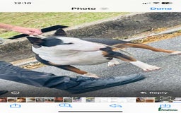 English Bull Terrier dogs for sale: Beautiful English bull terrier  - Image 4