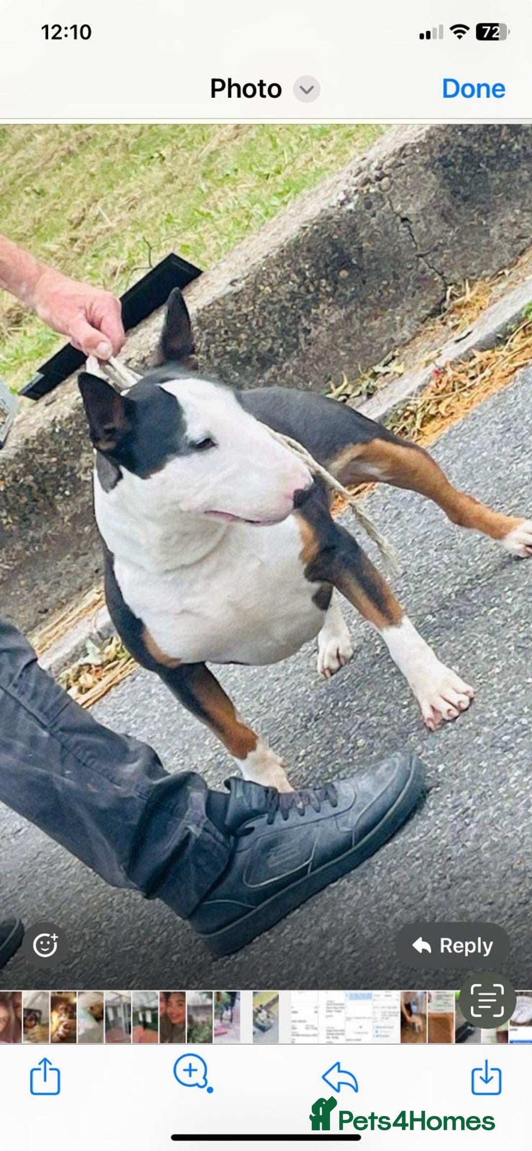 English Bull Terrier dogs for sale: Beautiful English bull terrier  - Image 4