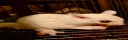 Sugar Glider rodents for sale: Ruby red eye leucistic baby sugar gliders  - Advert 5