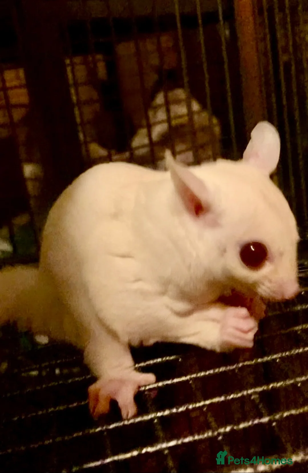 Sugar Glider rodents for sale: Ruby red eye leucistic baby’s ready now  - Advert 1