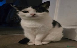 British Shorthair cats for sale: Beautiful Female Cat - Advert 1