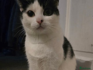 British Shorthair cats Beautiful Female Cat - Advert 1