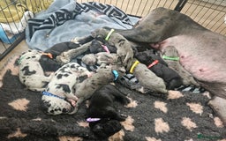 Great Dane dogs for sale: Great dane puppies  - Image 14