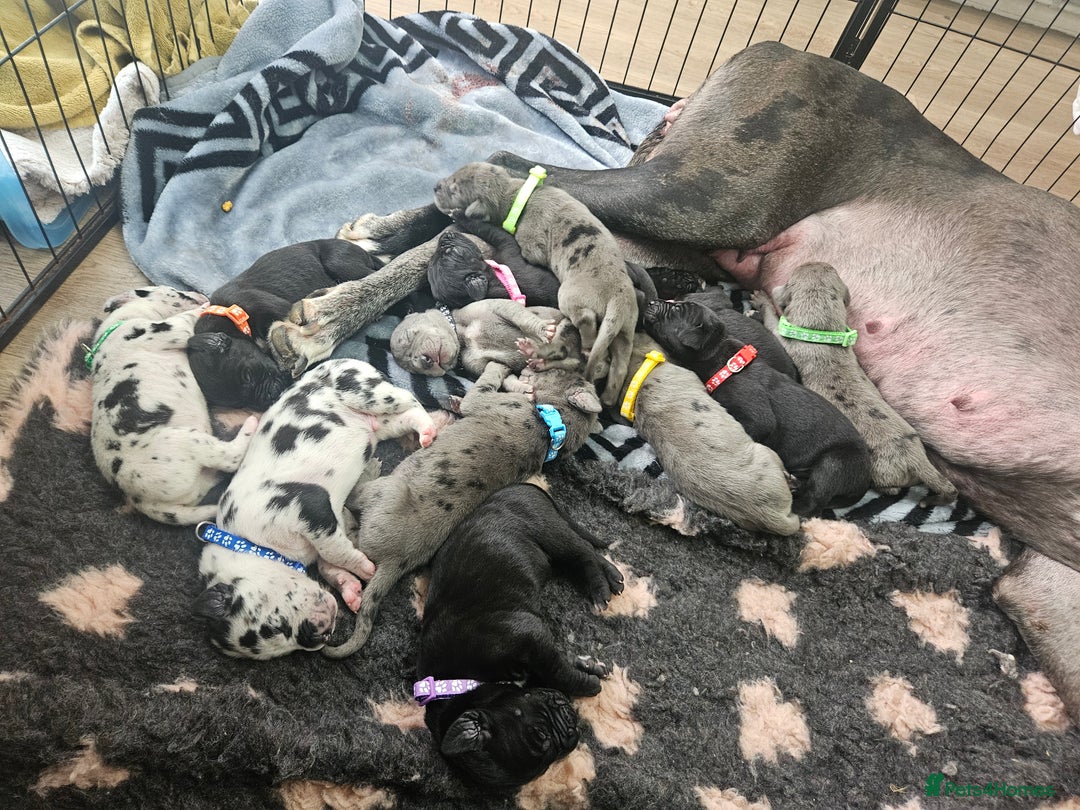 Great Dane dogs for sale: Great dane puppies  - Image 14