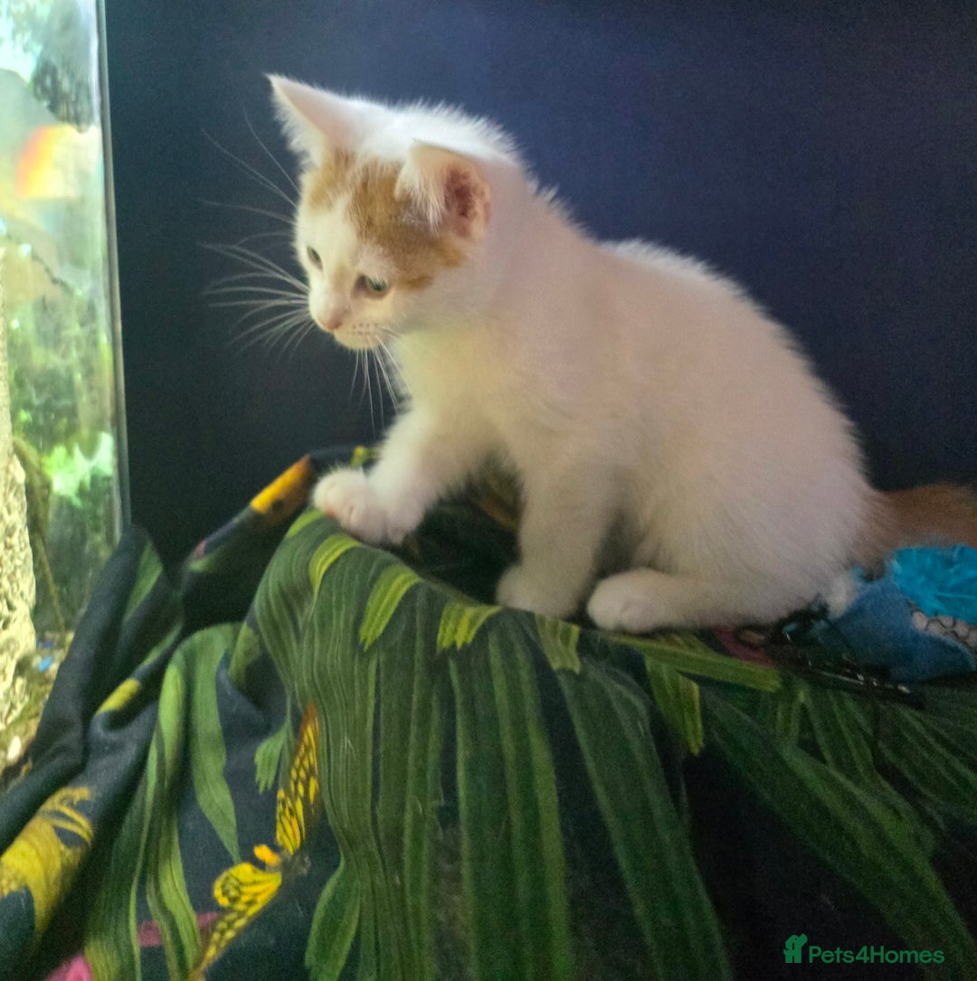 Mixed Breed cats for sale: SweetPlayfulKitten–Socialised with Dog 😻 - Image 7