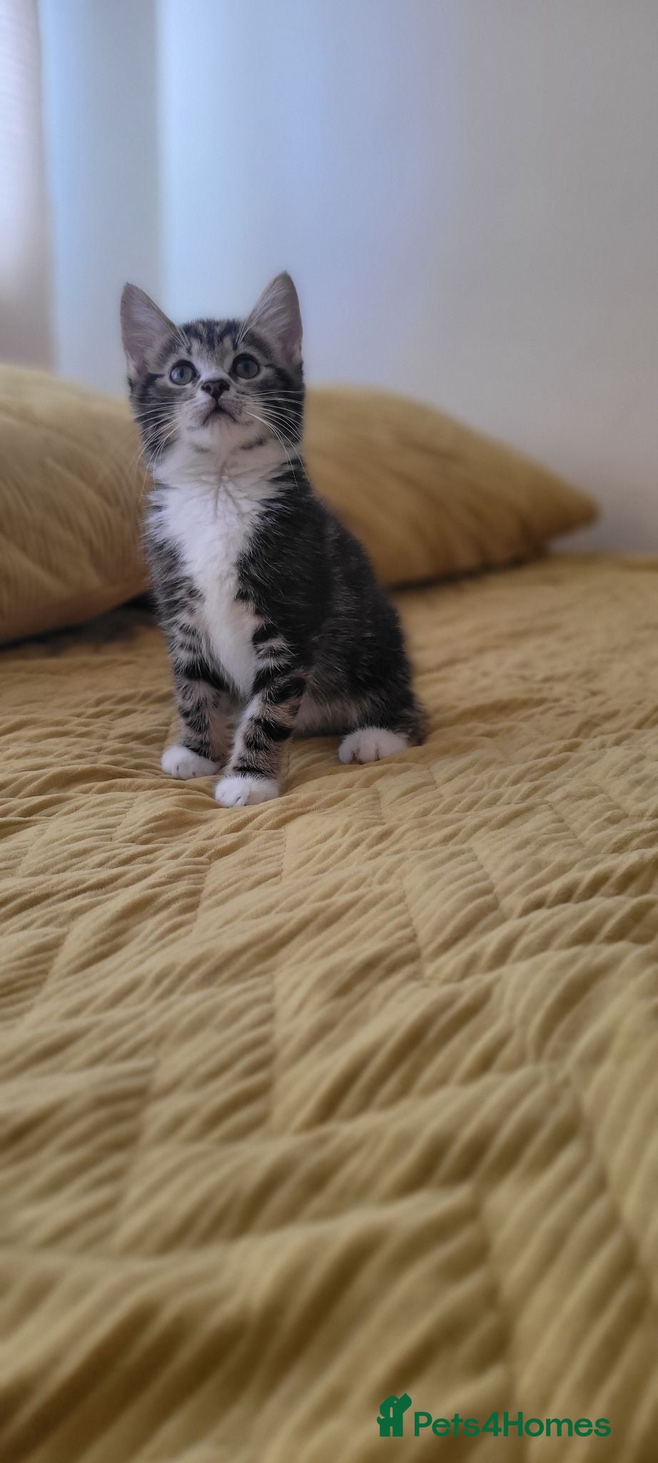 Mixed Breed cats Kittens for sale. 2 boys and one girl - Advert 11