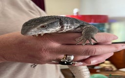Monitor reptiles for sale: Juvenile Bosc monitor  - Image 1