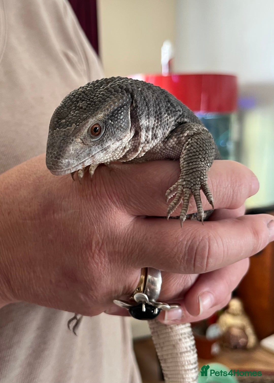 Monitor reptiles for sale: Juvenile Bosc monitor  - Image 1
