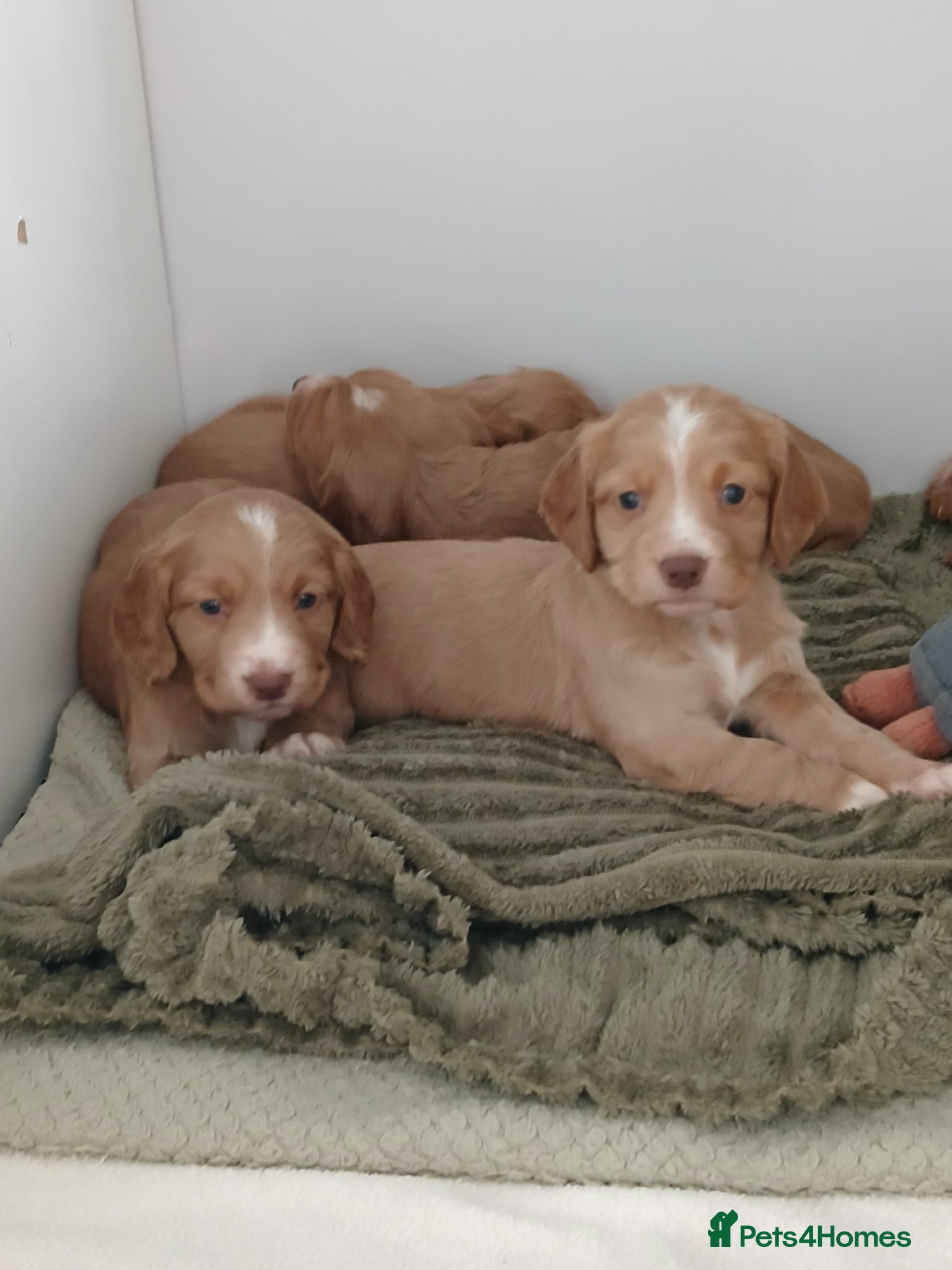 Cocker Spaniel dogs Kennel Club registered working cocker spaniels  - Advert 9