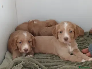 Cocker Spaniel dogs Kennel Club registered working cocker spaniels - Advert 9