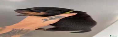 Rottweiler 6