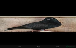 Pigeons birds for sale: Almond tumblers for sale  - Image 8