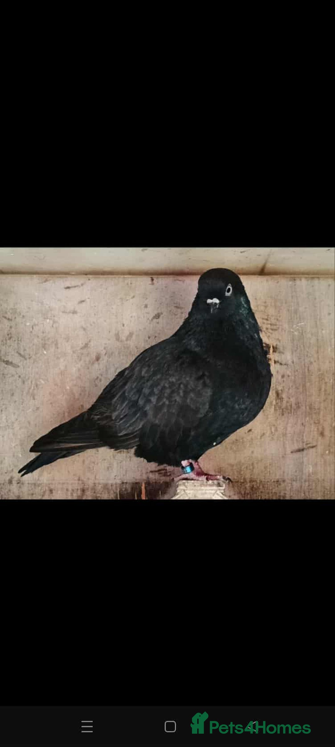 Pigeons birds for sale: Almond tumblers for sale  - Image 8