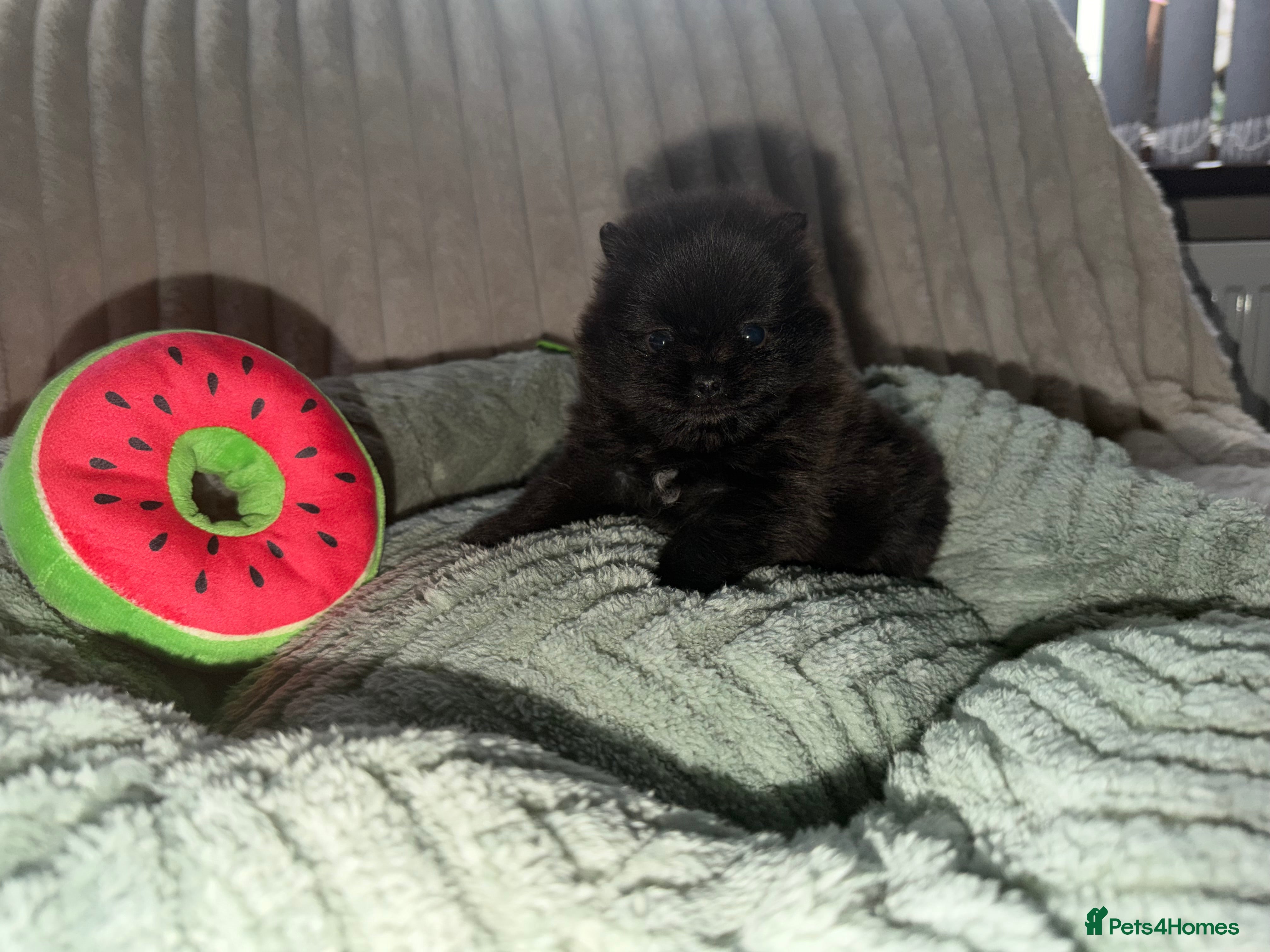 Pomeranian dogs 🖤🖤QUALITY BLACK BABY BOY BEARS 🖤🖤 - Advert 3