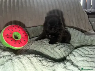 Pomeranian dogs 🖤🖤QUALITY BLACK BABY BOY BEARS 🖤🖤 - Advert 3