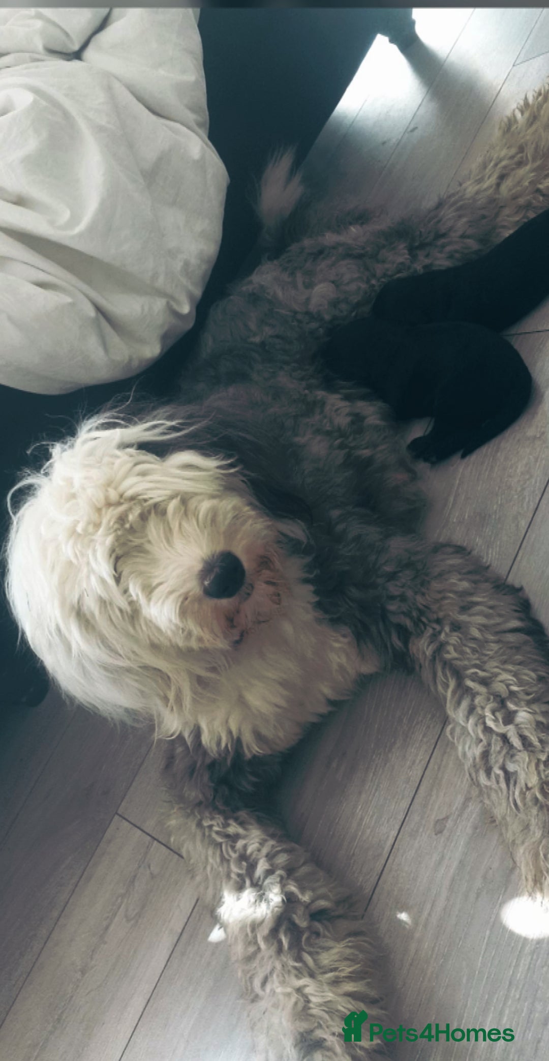 Sheepadoodle dogs for sale: Micro mini Sheepadoodles  - Advert 2