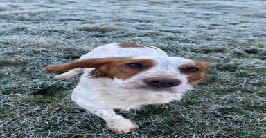 Cocker Spaniel dogs - Advert 4