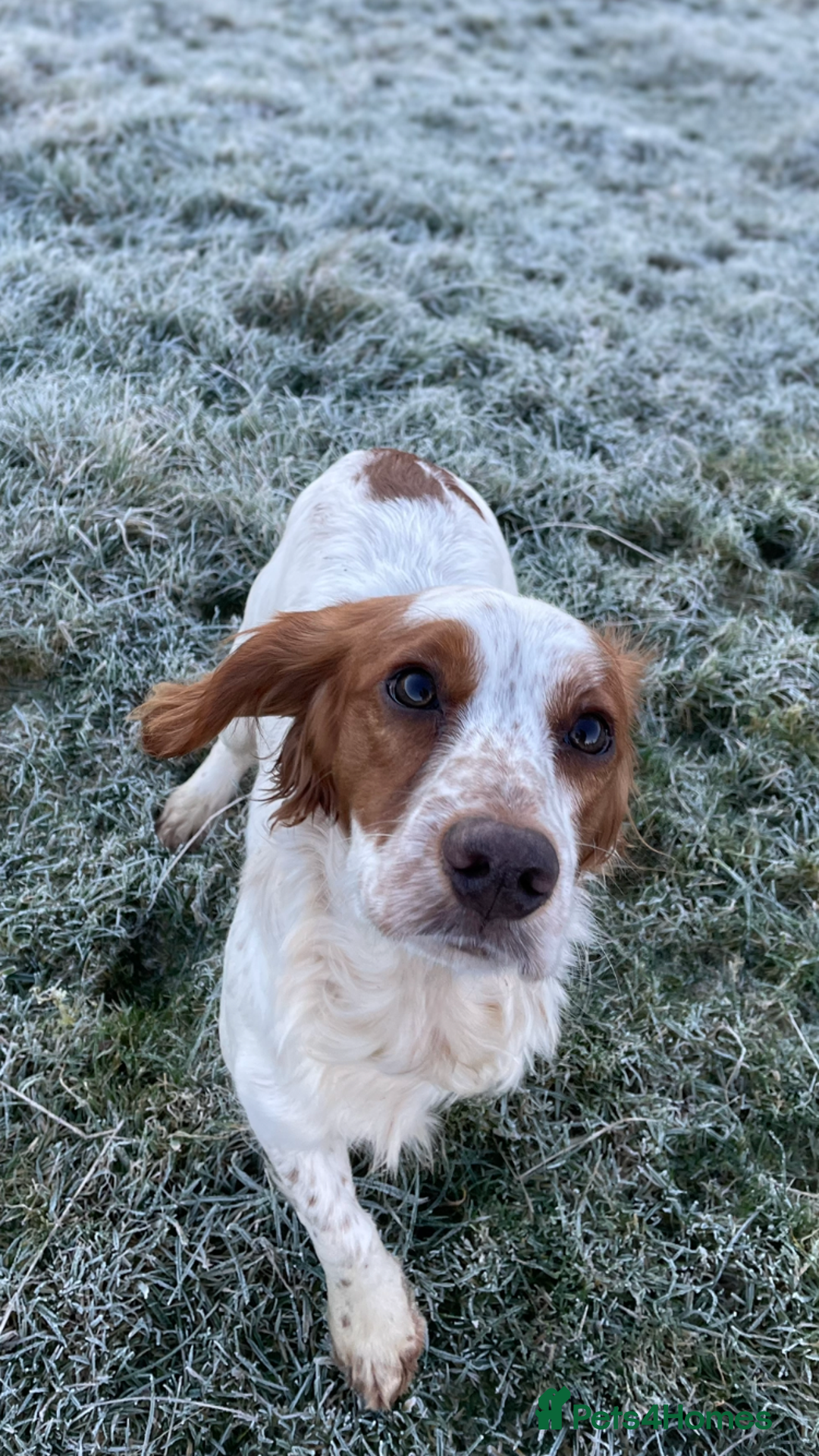 Cocker Spaniel dogs for sale: Last beautiful chocolate cocker pup girl  - Image 5