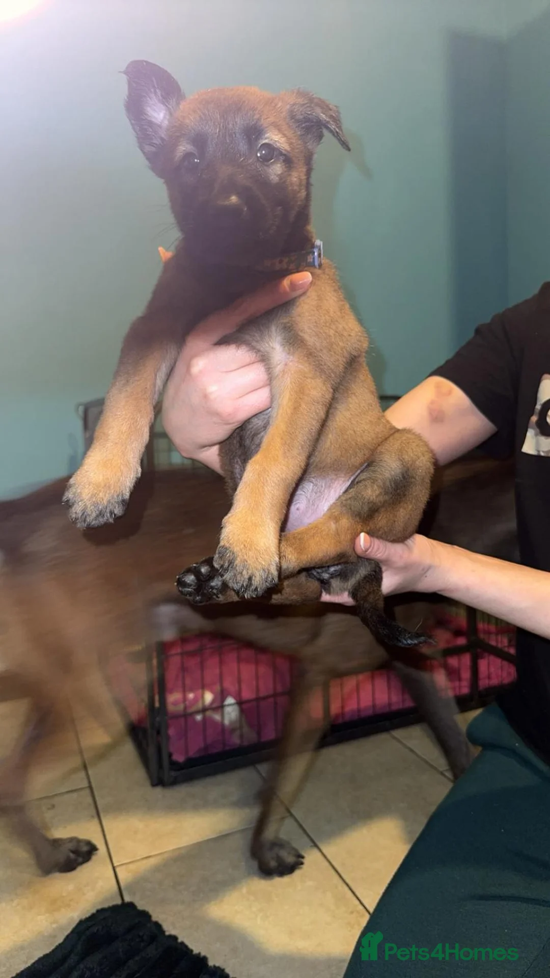 Belgian Shepherd Dog dogs for sale: Belgium malinois puppies  - Advert 3