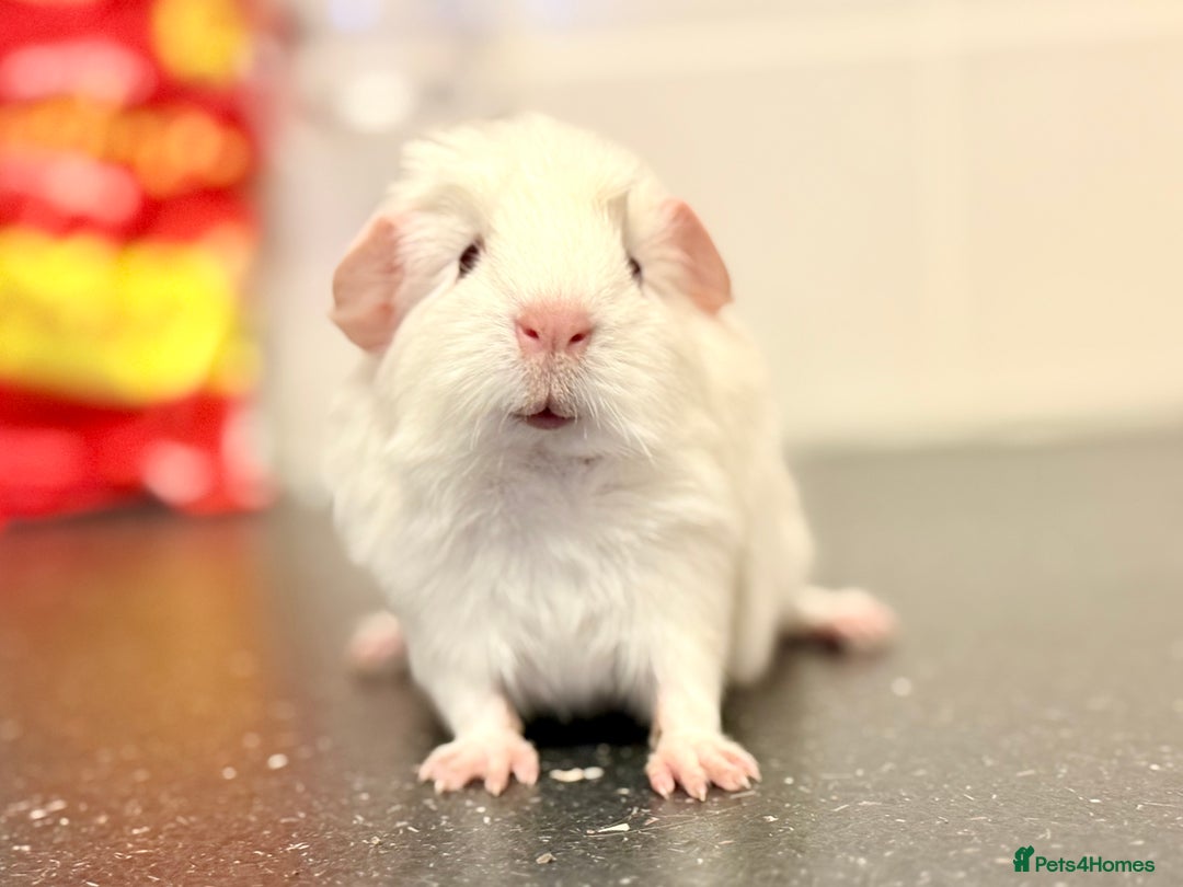 Guinea Pig rodents for sale: Baby guinea piggies  - Advert 7