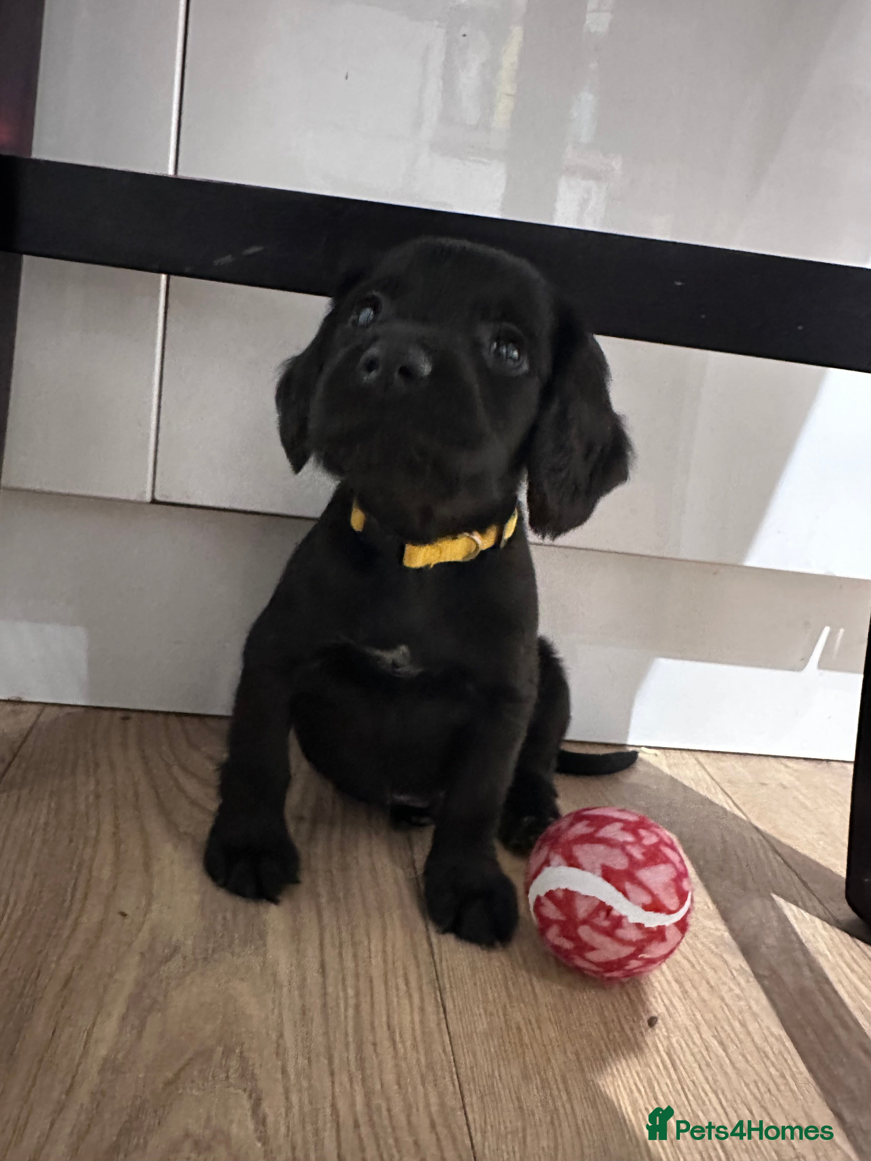 Sprocker dogs *Only 3 left* Sprocker puppies! - Advert 18