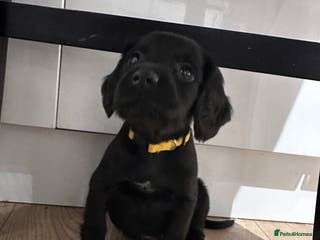 Sprocker dogs *Only 3 left* Sprocker puppies! - Advert 4