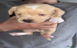 Patterjack dogs for sale: Two rescue pups patterjacks - Image 6