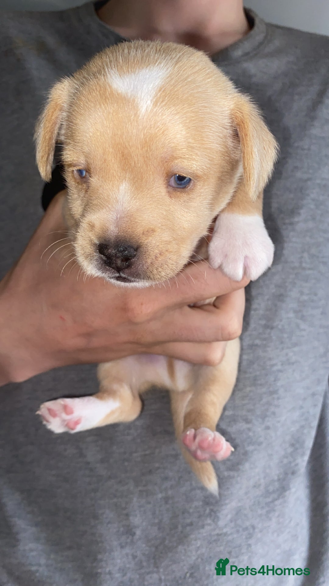 Patterjack dogs for sale: Two rescue pups patterjacks - Image 6