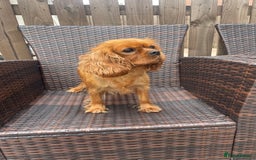 Cavalier King Charles Spaniel dogs for sale: Cavalier King Charles  - Image 13